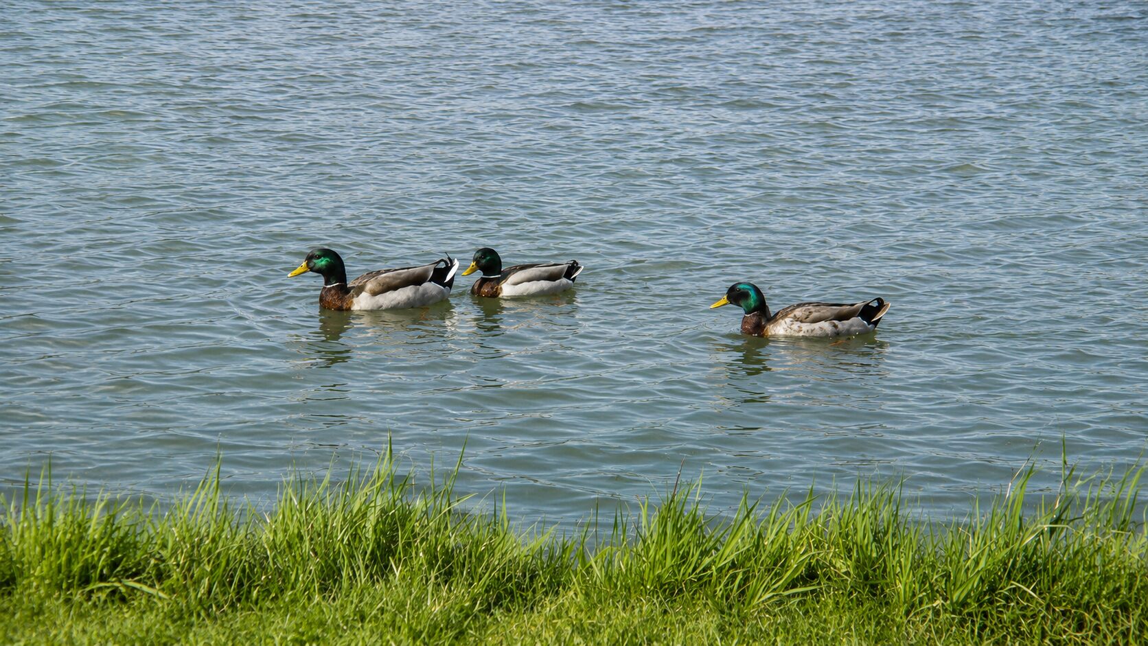 Three ducks swimming in a lake.