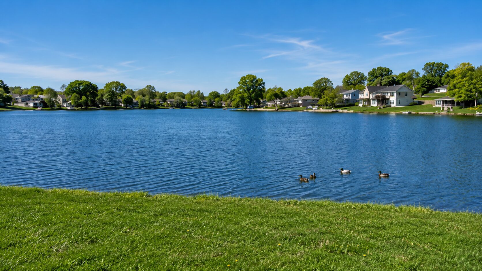 Lake with ducks and houses in background.