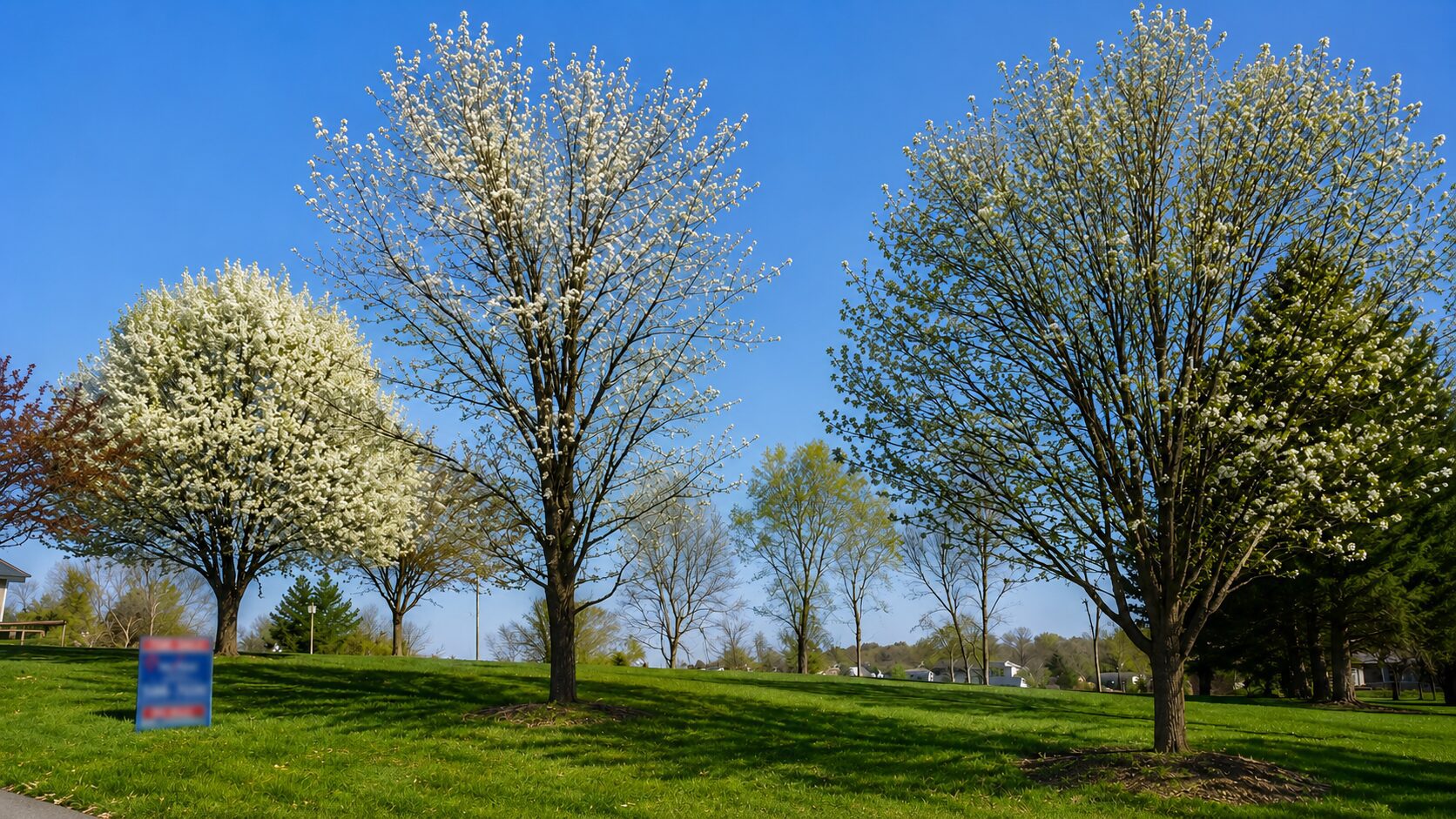 Trees with white blossoms in a park.